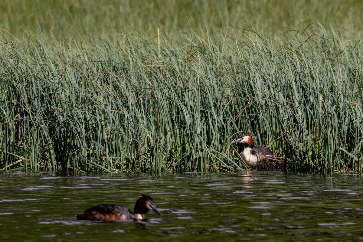 Great Crested Grebe - ML620545024