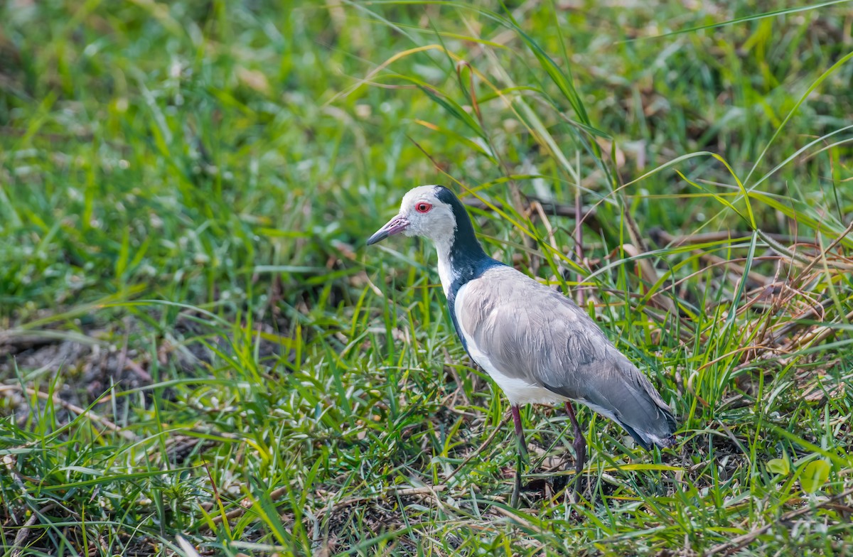 Vanneau à ailes blanches - ML620545037