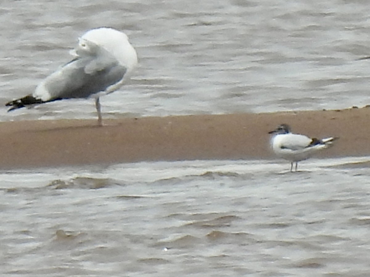 Little Gull - ML620545042