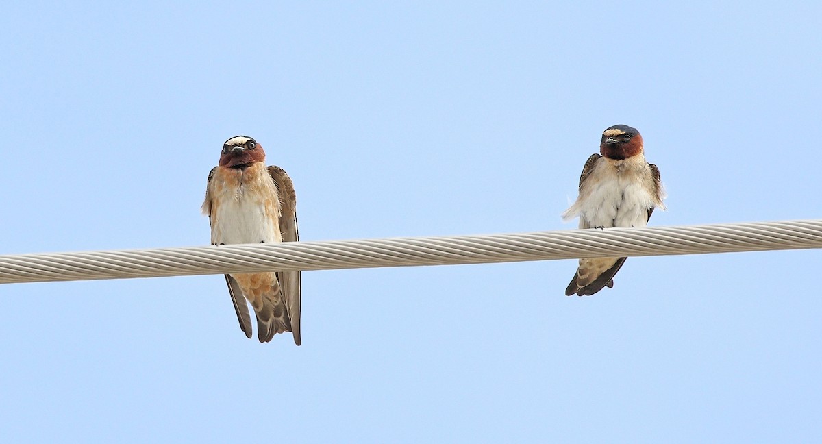 Golondrina Risquera (grupo pyrrhonota) - ML620545045