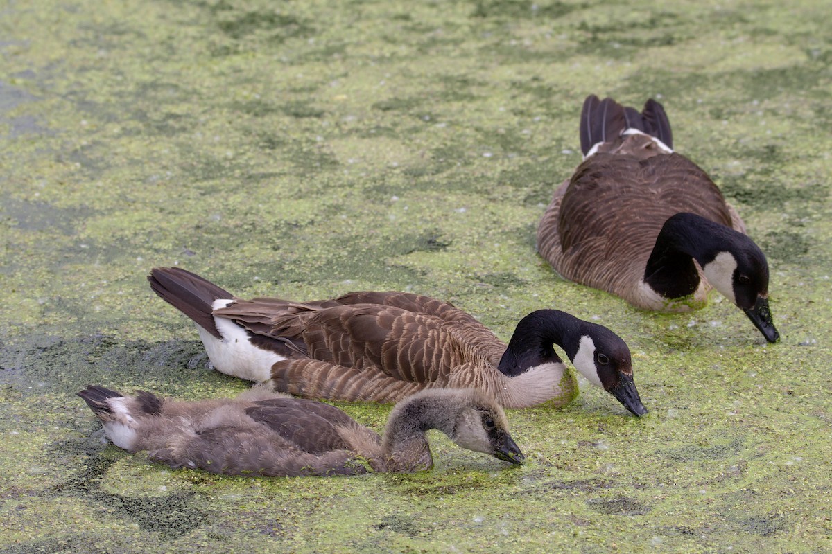 Canada Goose - ML620545046