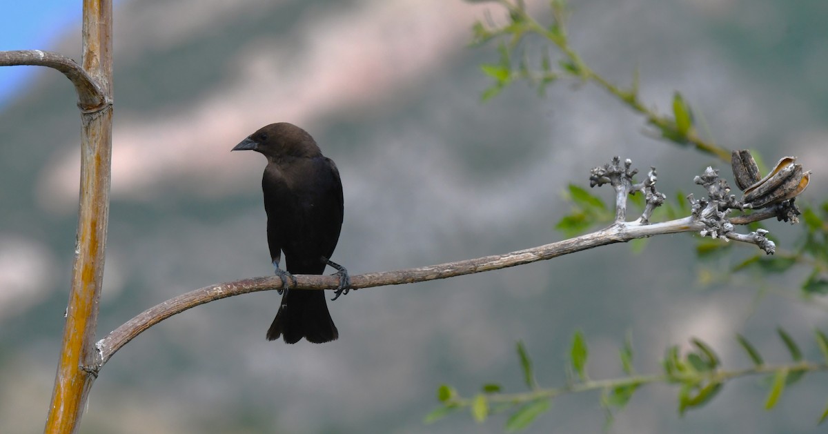 Brown-headed Cowbird - Timothy White