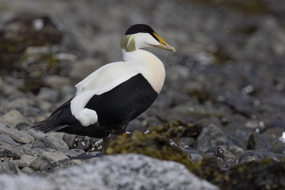 Common Eider - Marco Valentini