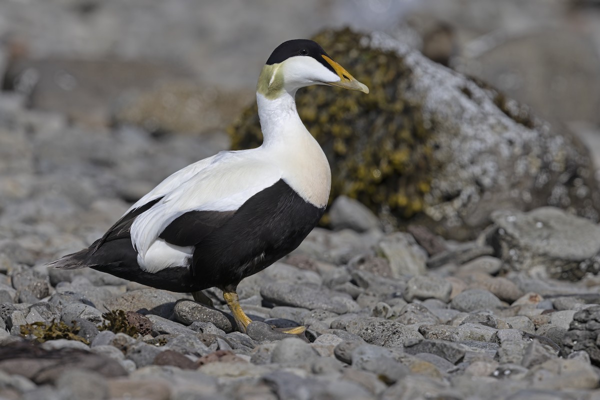 Common Eider - ML620545052