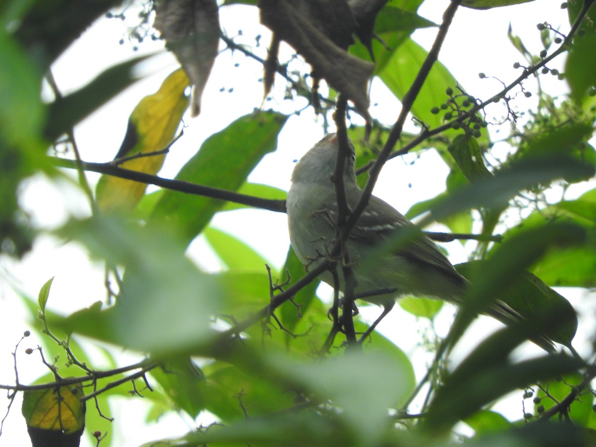 Small-billed Elaenia - ML620545060