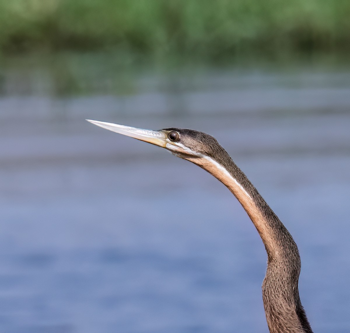 Anhinga d'Afrique - ML620545062