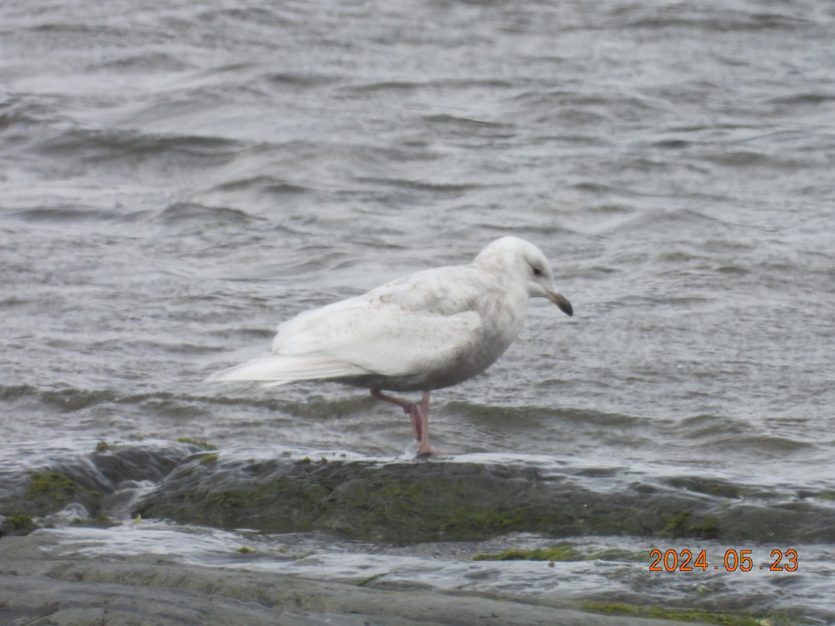 Iceland Gull - ML620545066