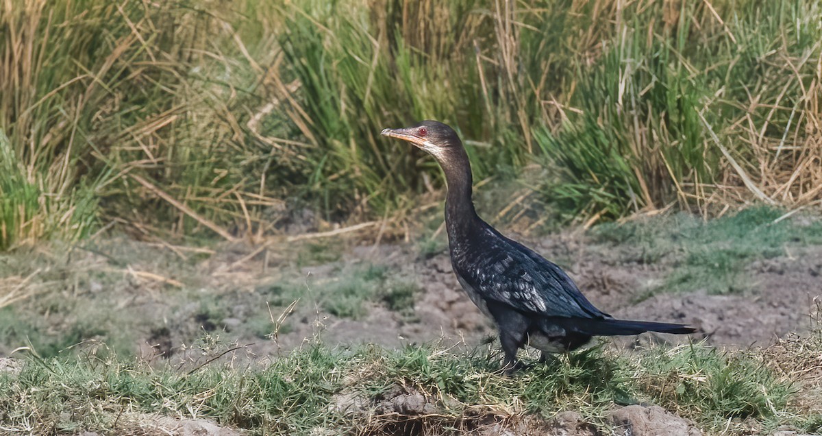 Long-tailed Cormorant - ML620545067