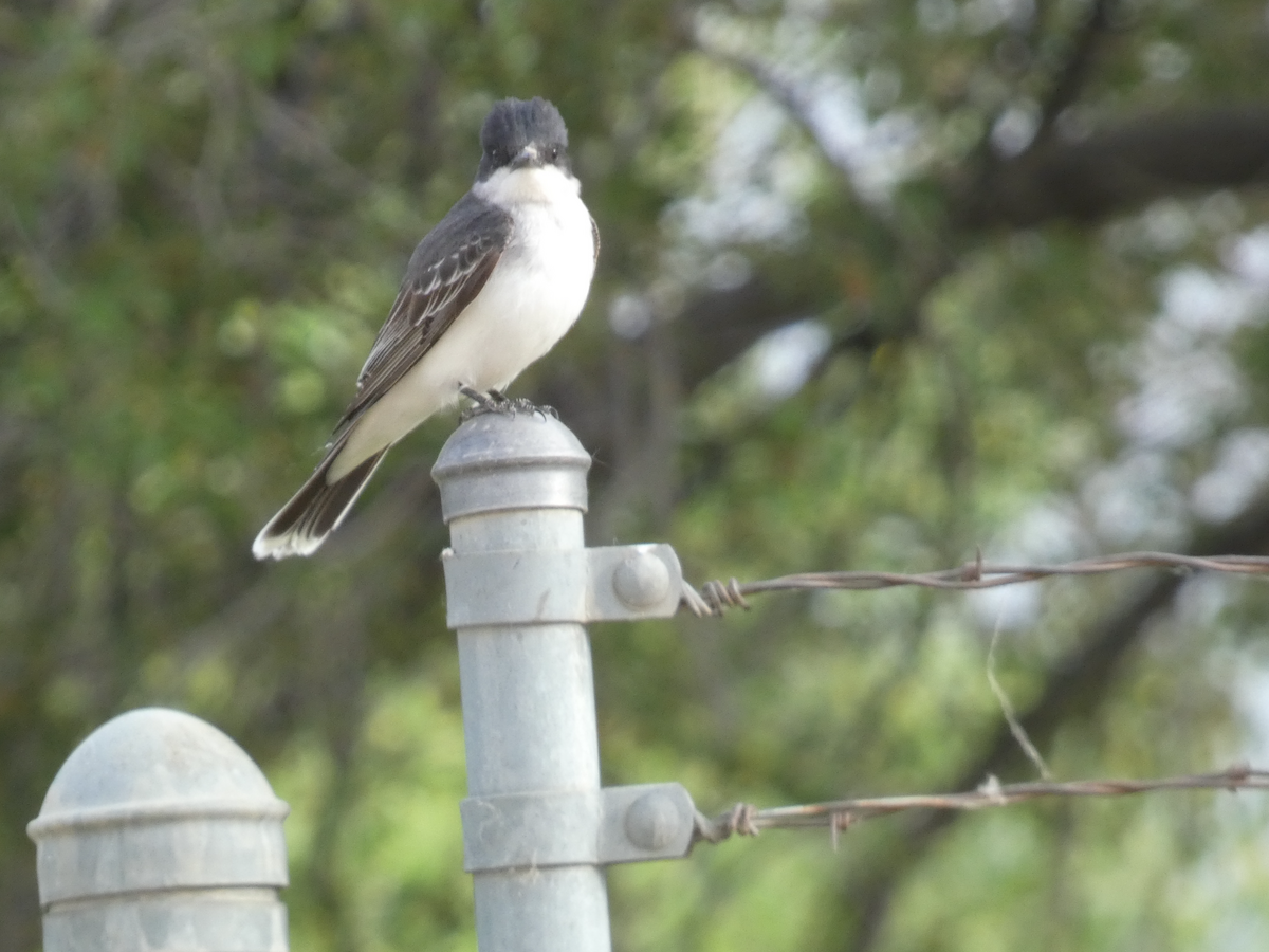 Eastern Kingbird - ML620545076