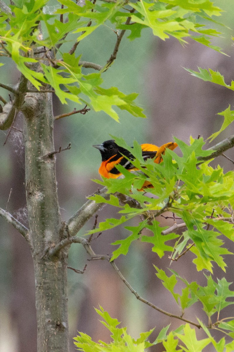 Baltimore Oriole - ML620545077