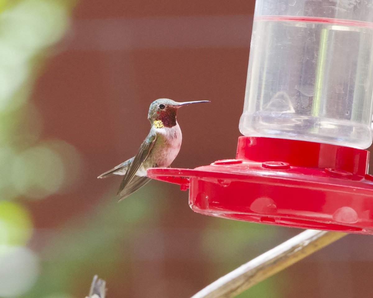 Broad-tailed Hummingbird - ML620545078