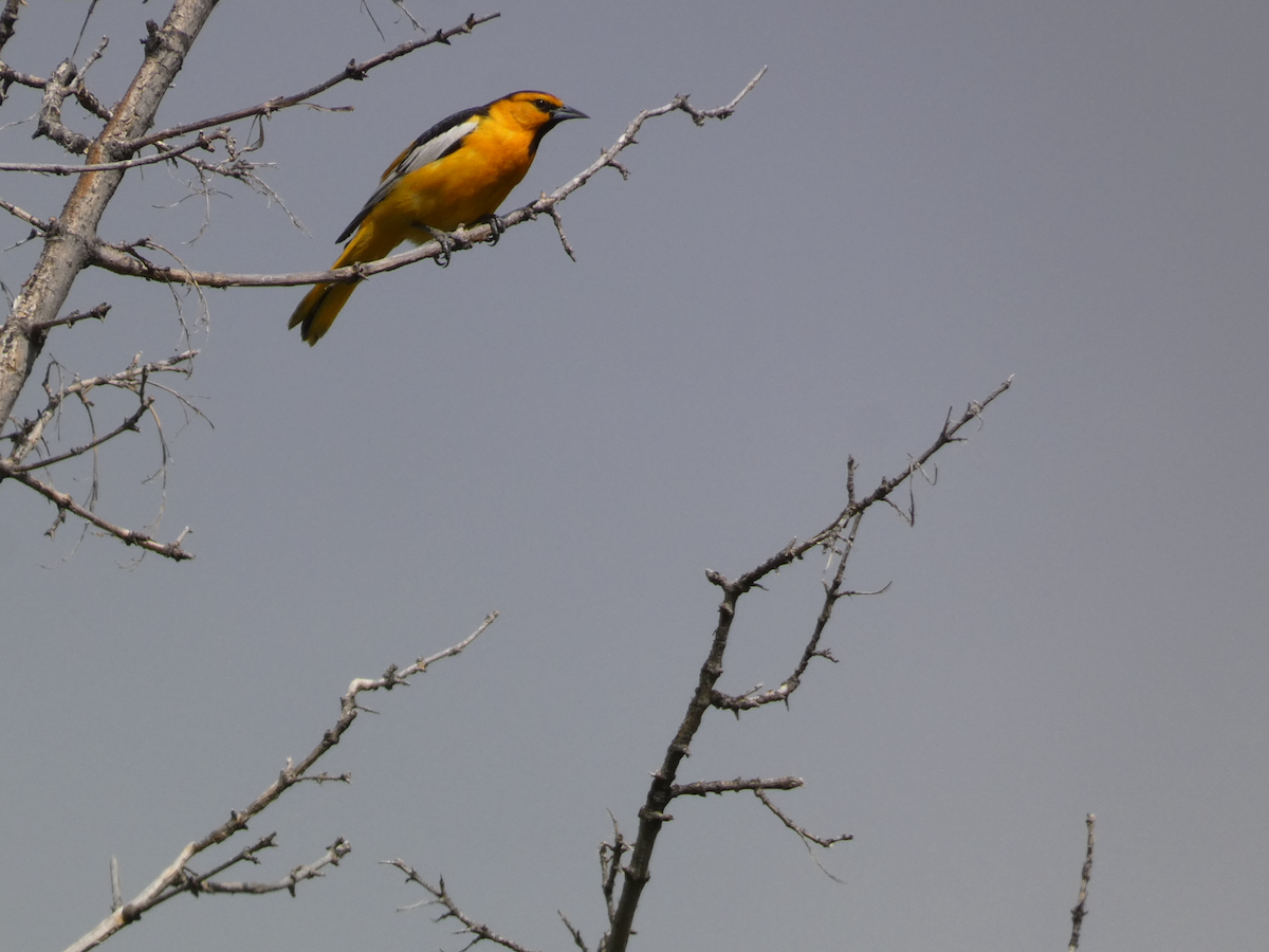 Oriole de Bullock - ML620545091