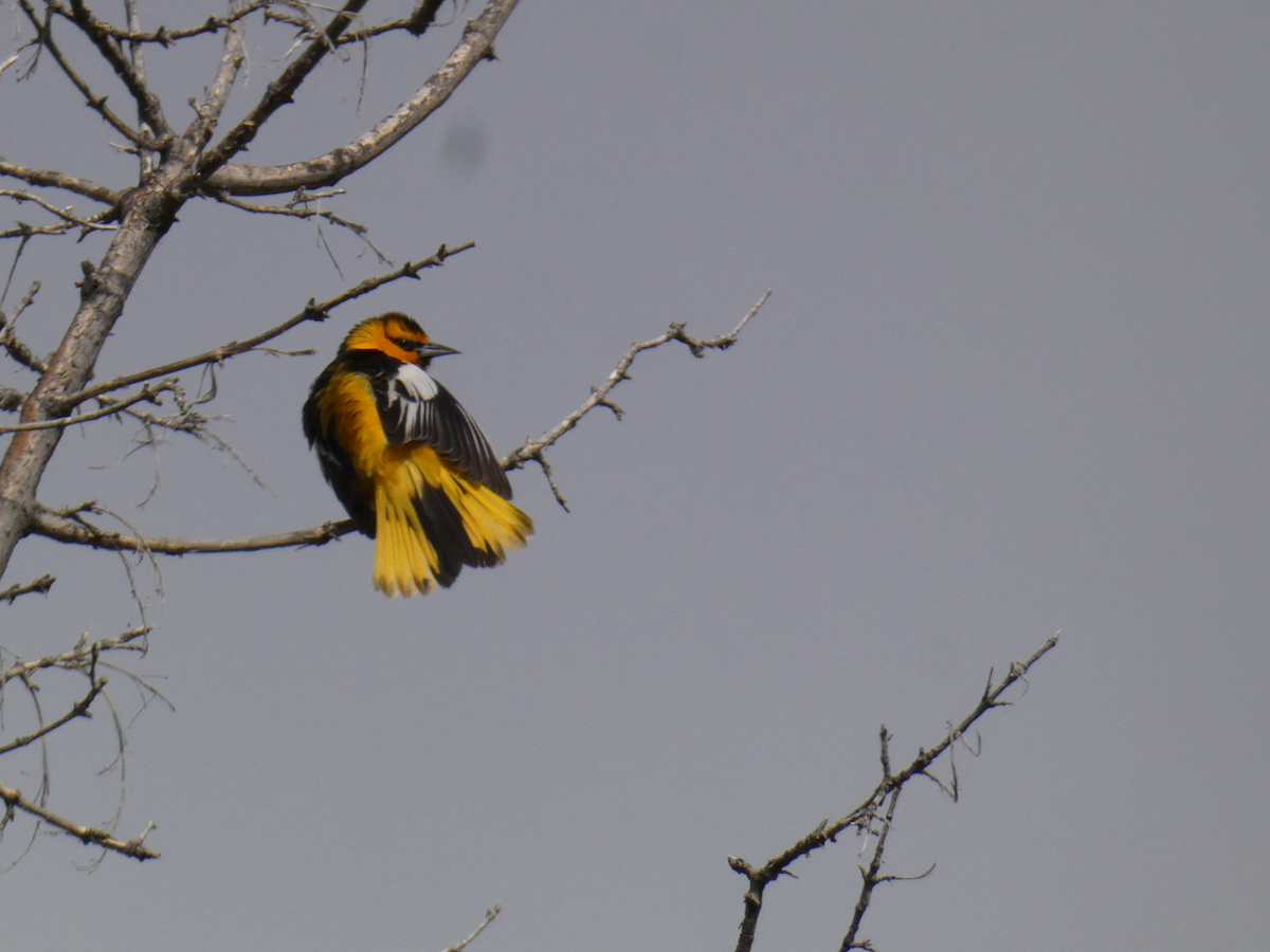 Oriole de Bullock - ML620545093