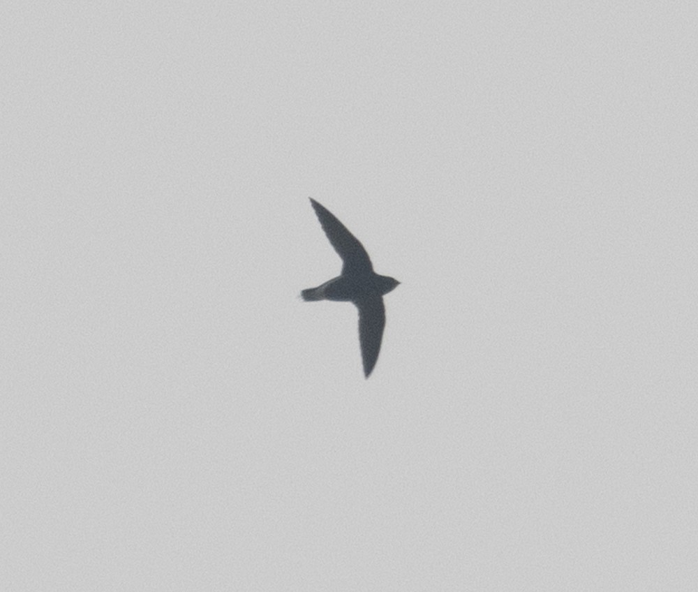 needletail sp. - ML620545097