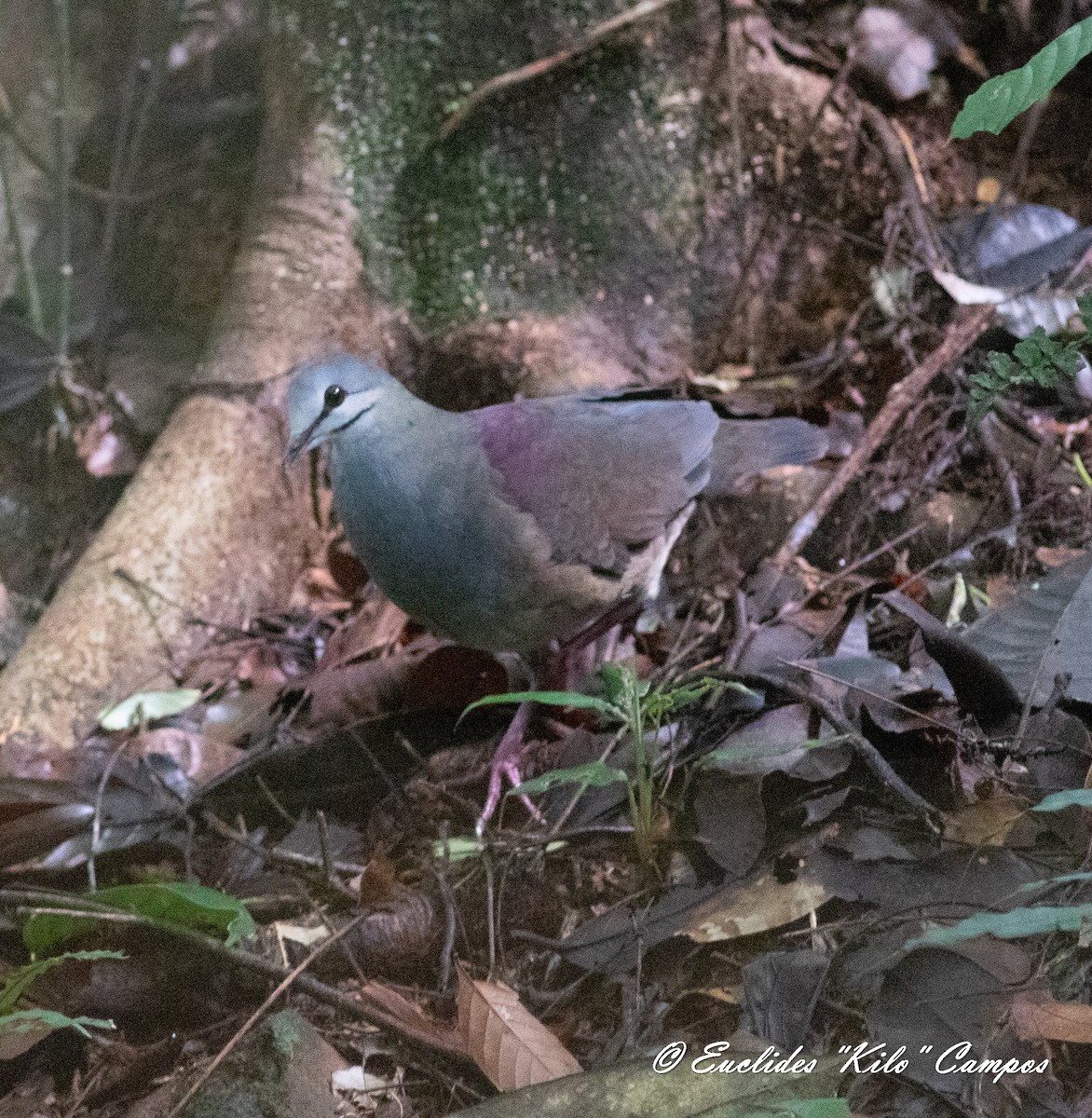 Purplish-backed Quail-Dove - ML620545102