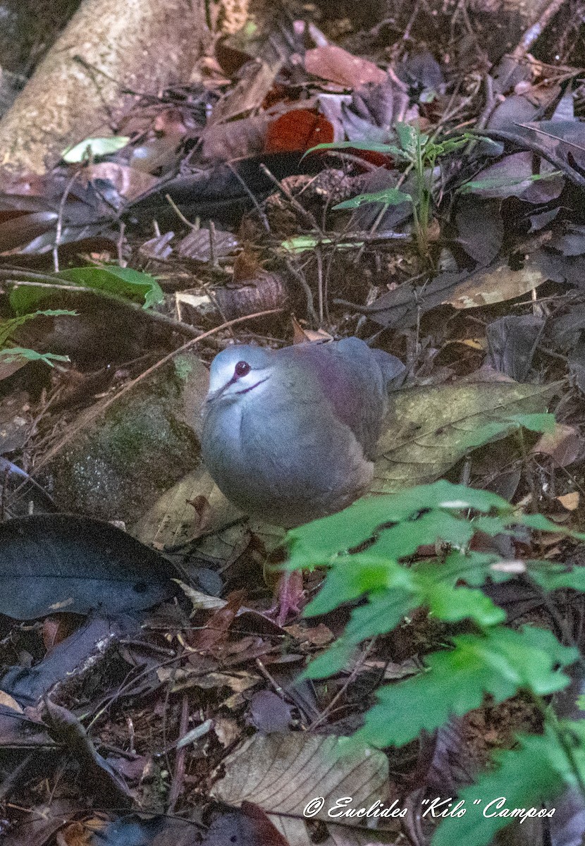 Purplish-backed Quail-Dove - ML620545103