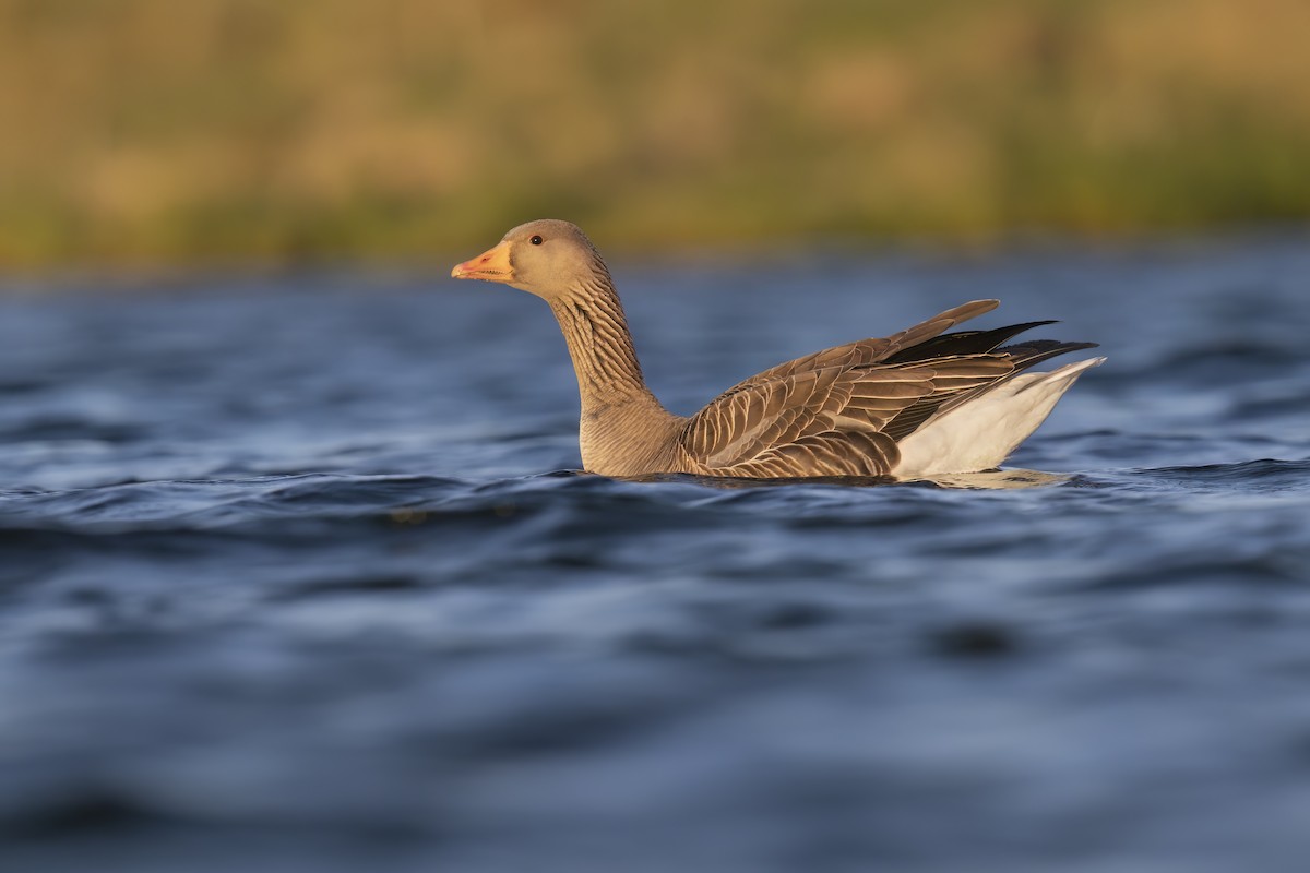 Graylag Goose - ML620545108