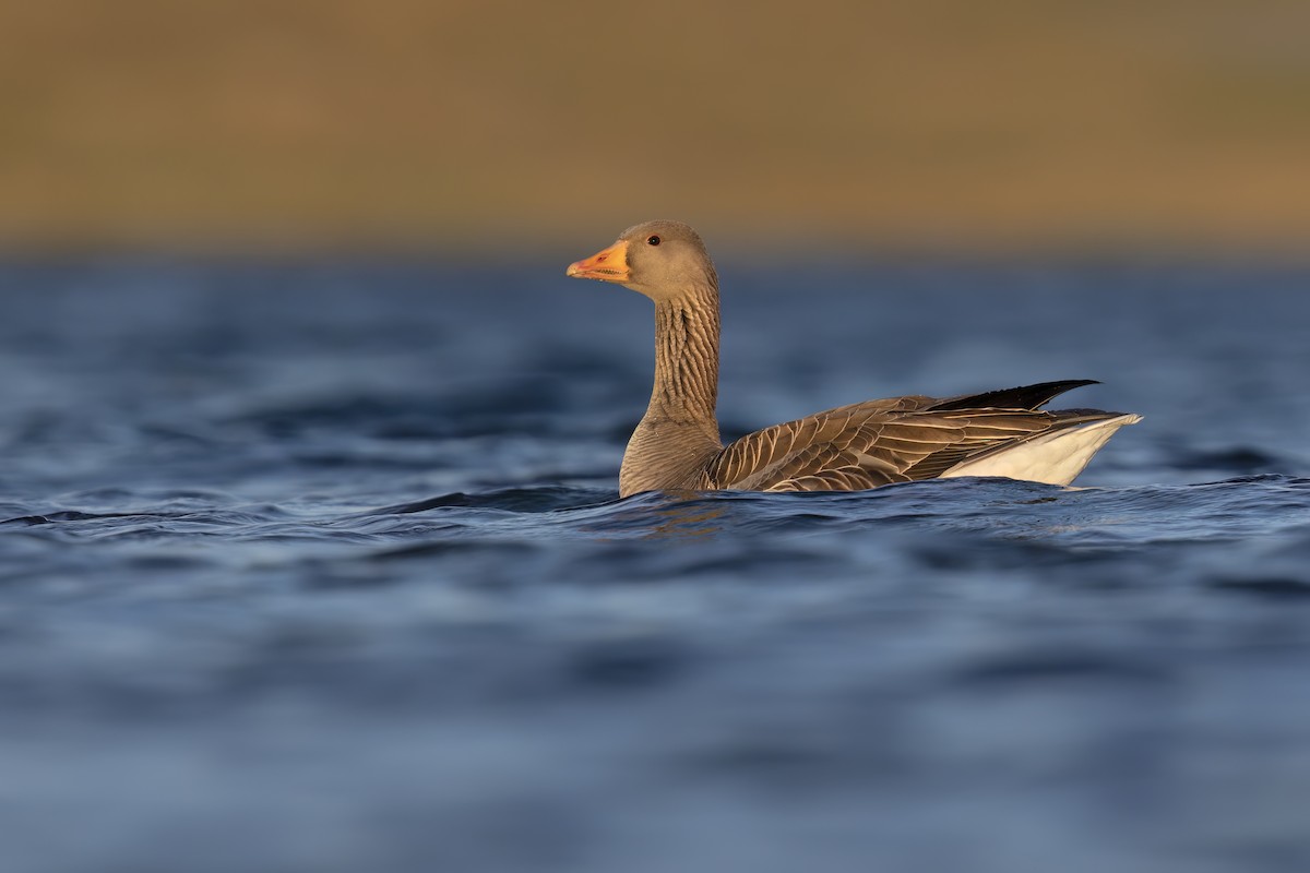 Graylag Goose - ML620545109