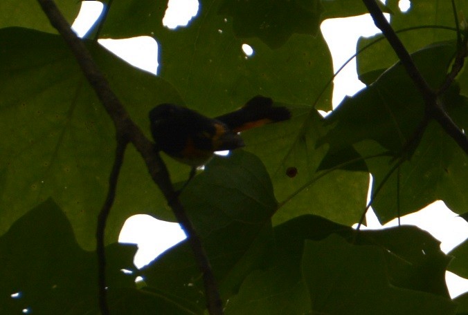 American Redstart - ML62054511