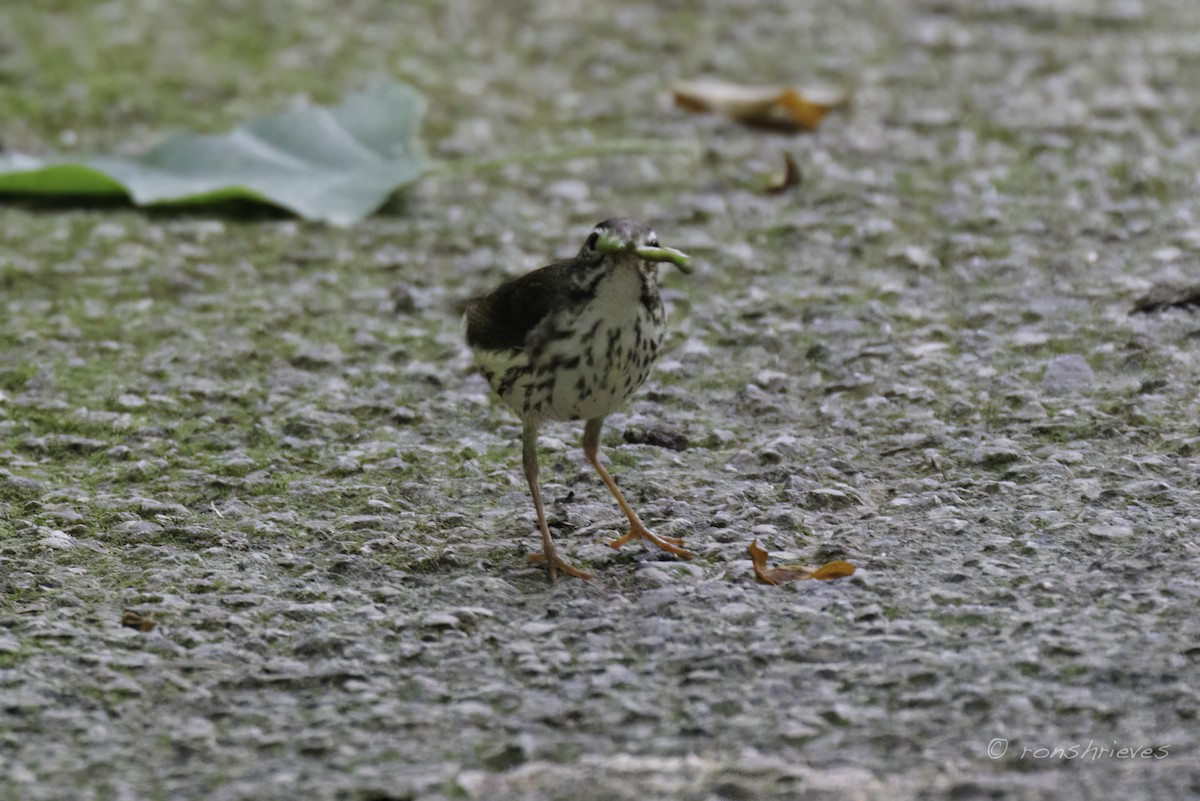 Louisiana Waterthrush - ML620545113