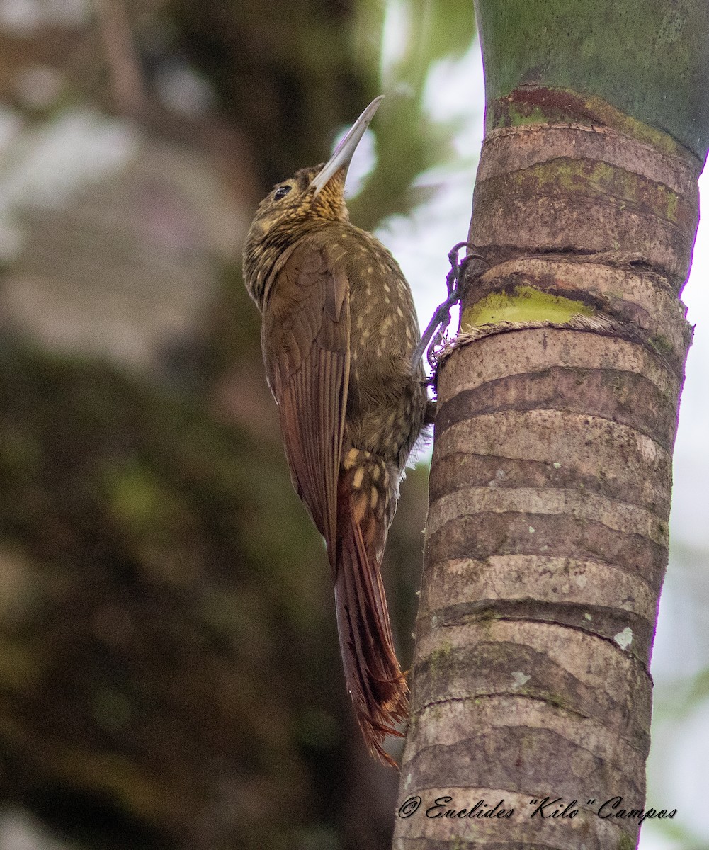 Spotted Woodcreeper - ML620545117