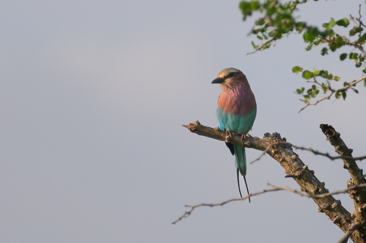 Lilac-breasted Roller - ML620545118
