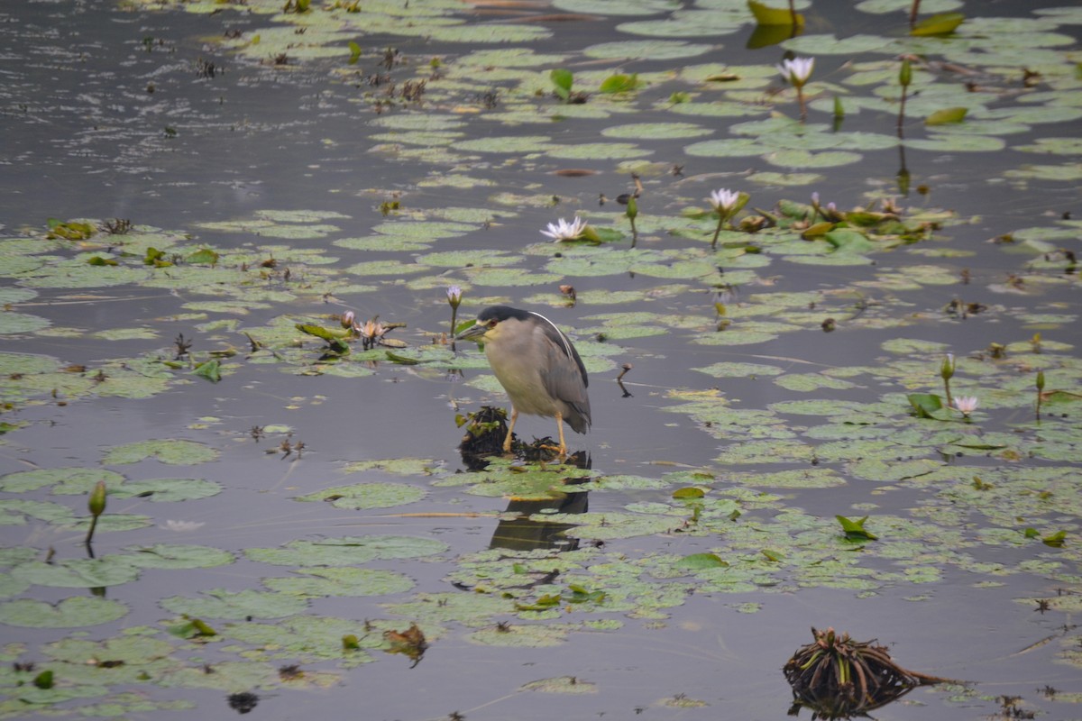 Black-crowned Night Heron - ML620545120