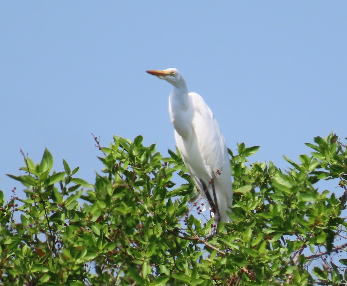 Great Egret - ML620545123