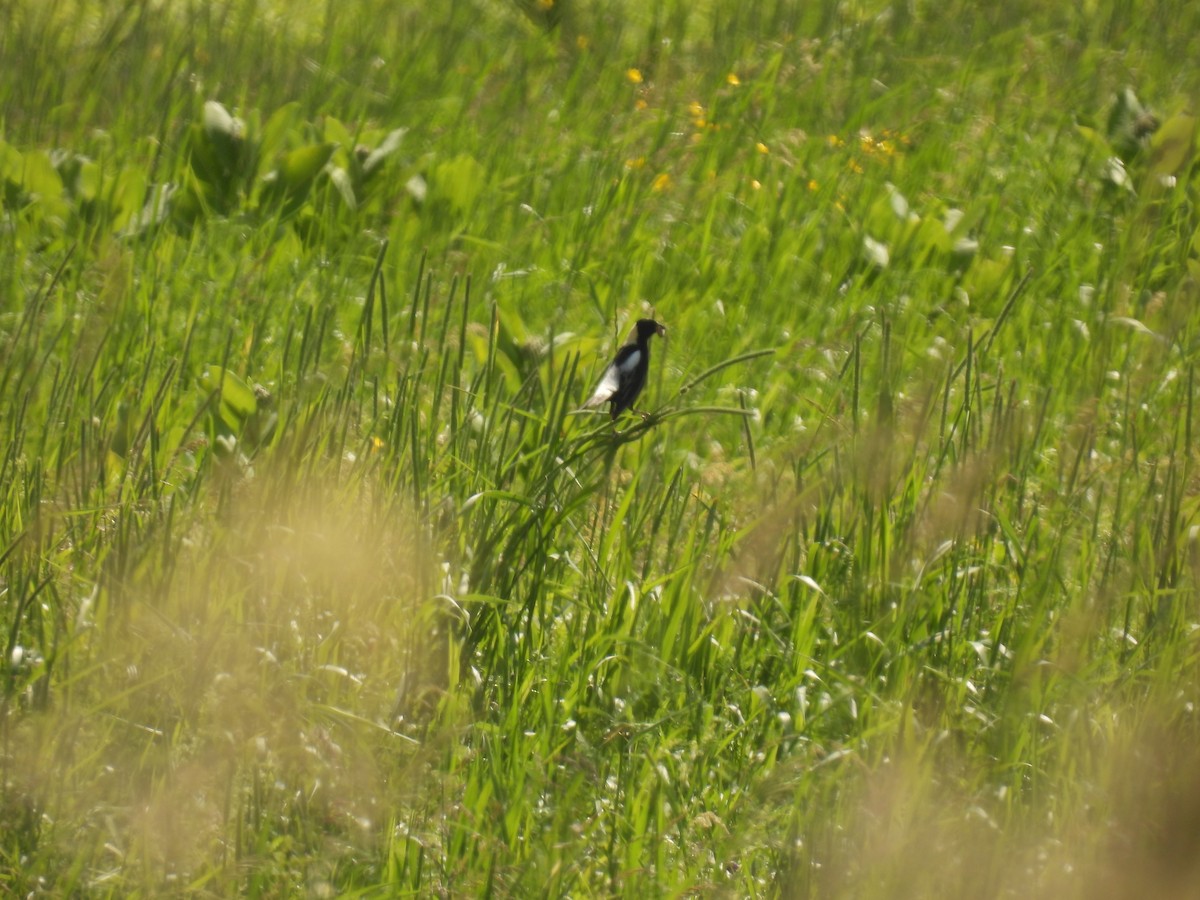 bobolink americký - ML620545128