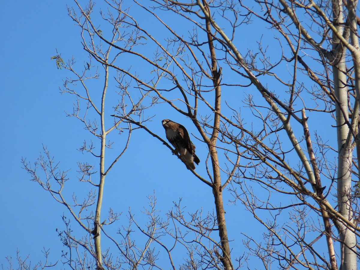 Red-tailed Hawk - ML620545132