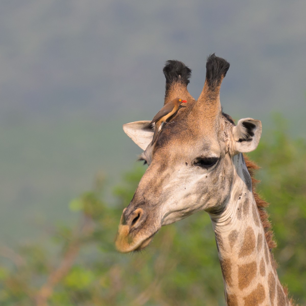 Red-billed Oxpecker - ML620545134