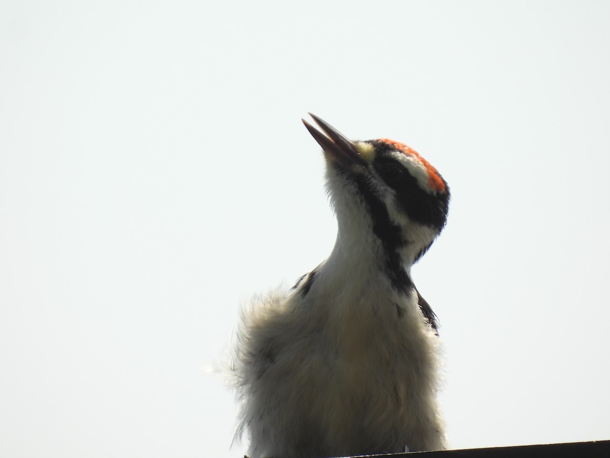 Hairy Woodpecker - ML620545137