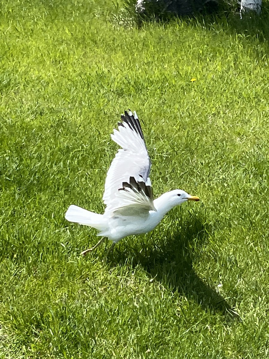 California Gull - ML620545140