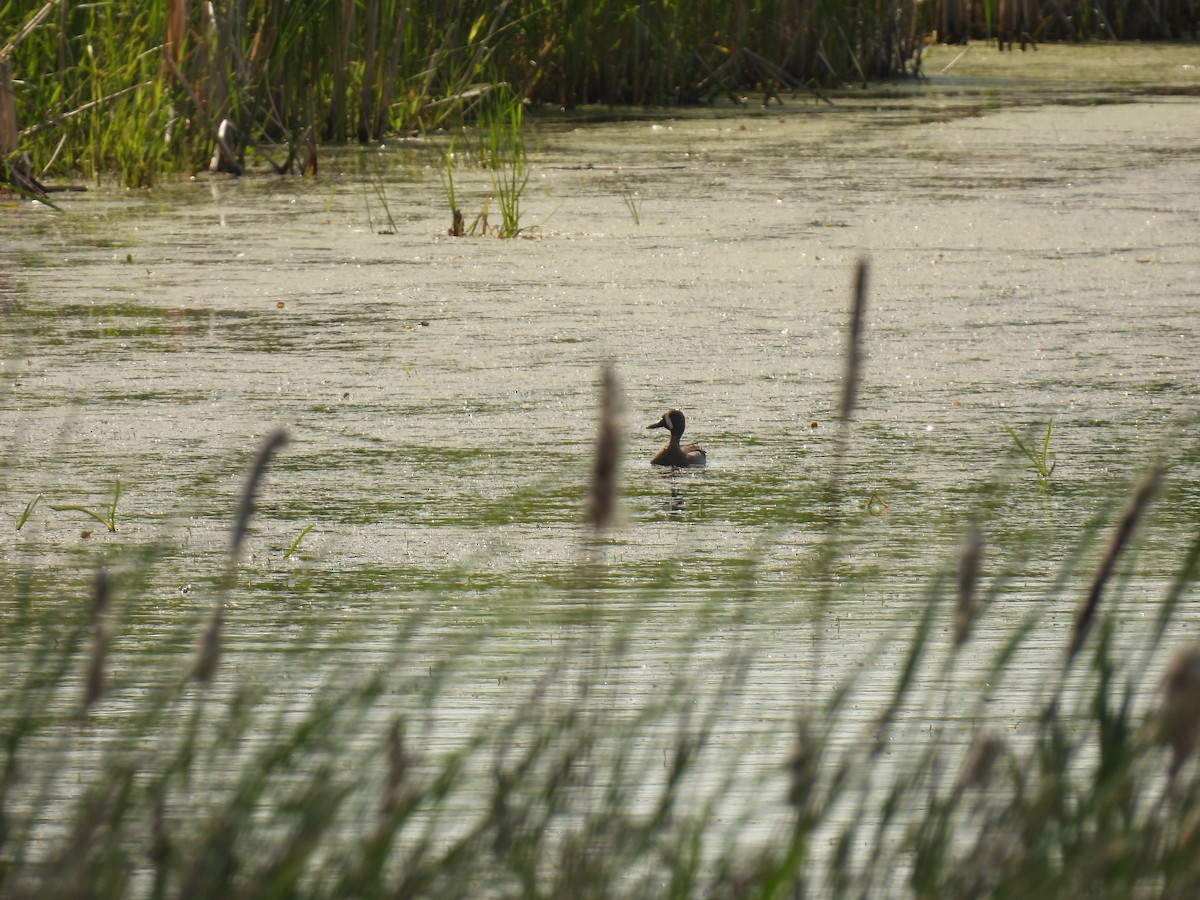 Blue-winged Teal - ML620545147