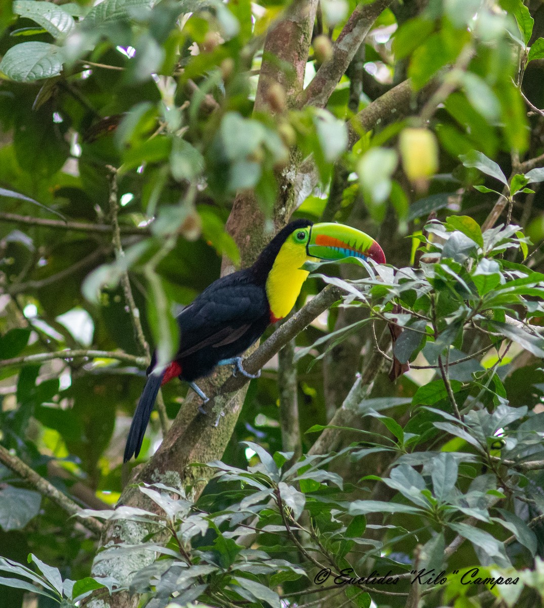 Keel-billed Toucan - ML620545155