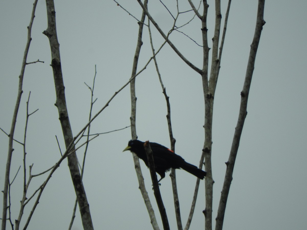 Red-rumped Cacique - ML620545159