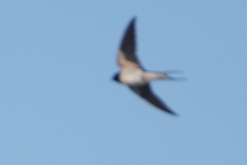 Barn Swallow (White-bellied) - ML620545162
