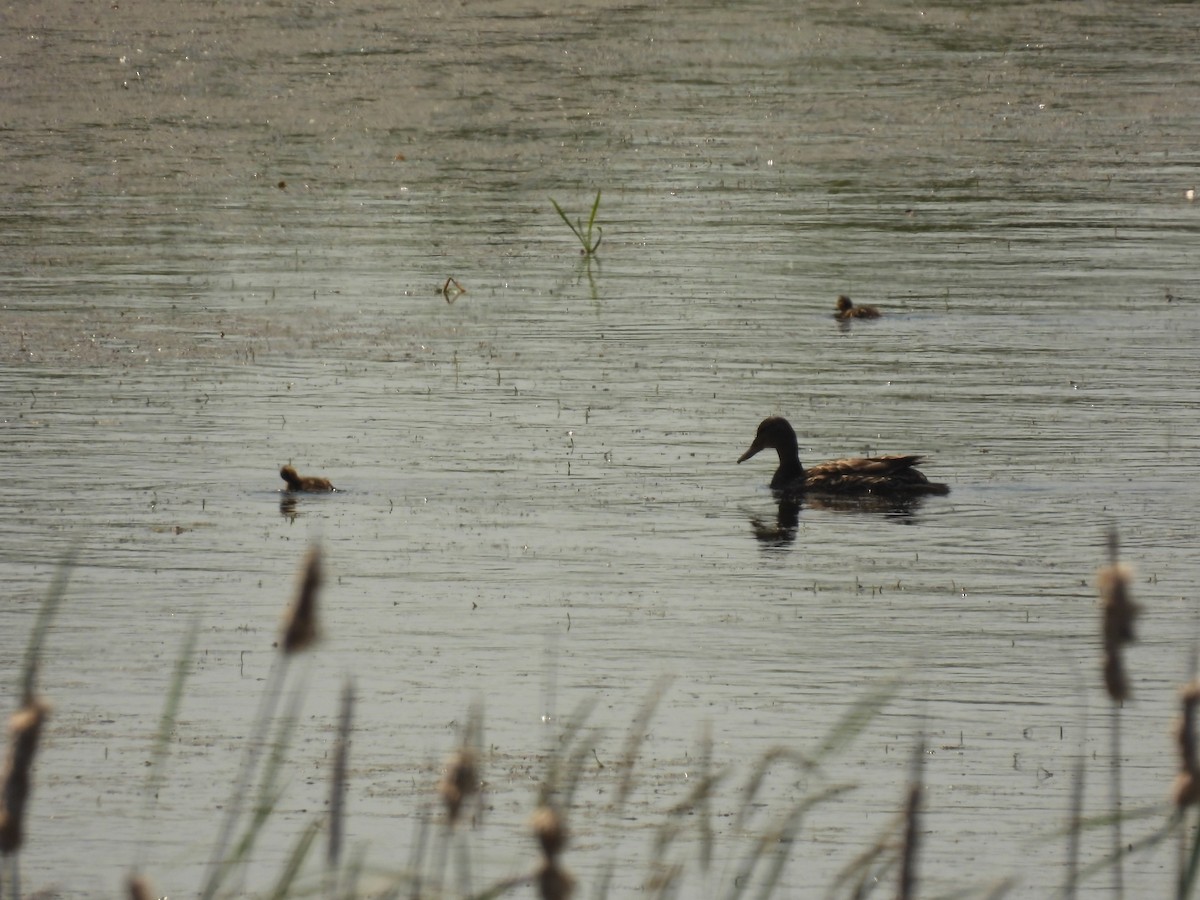 Canard colvert - ML620545163