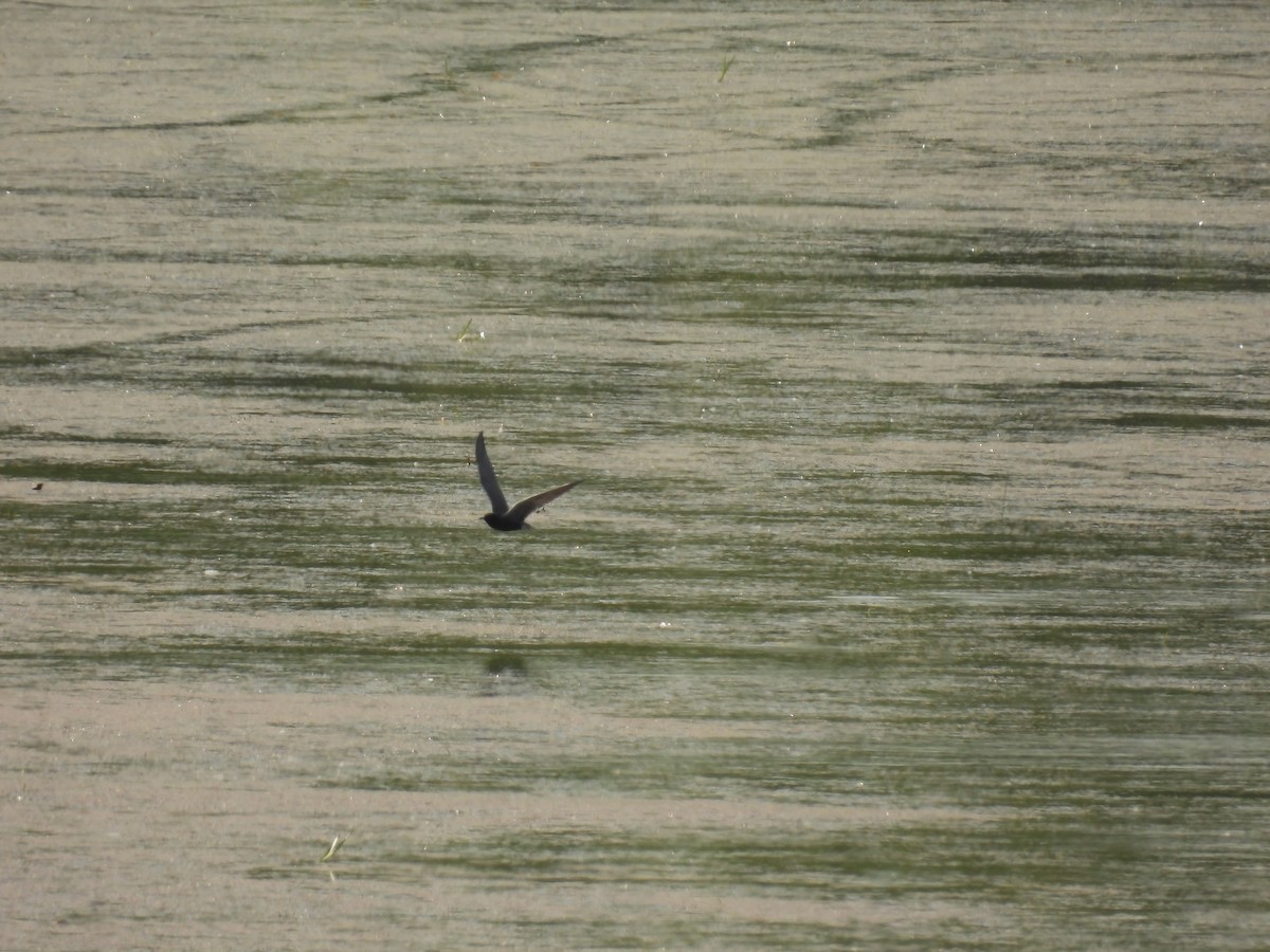 Black Tern - ML620545167