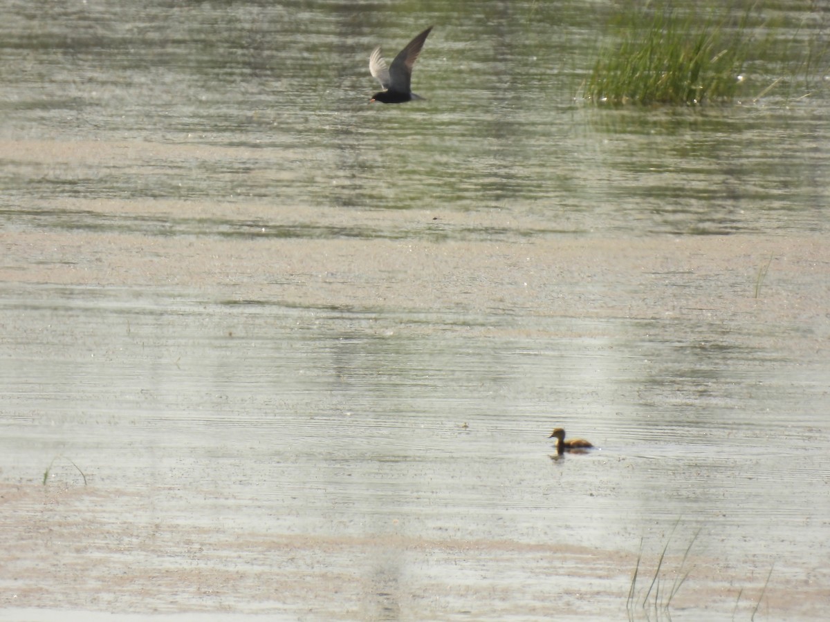 Black Tern - ML620545168