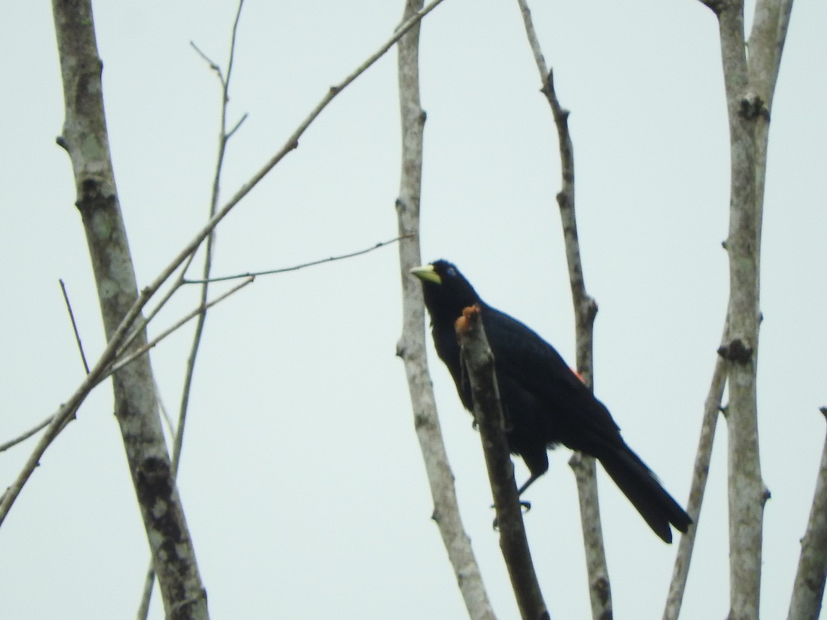 Red-rumped Cacique - ML620545172