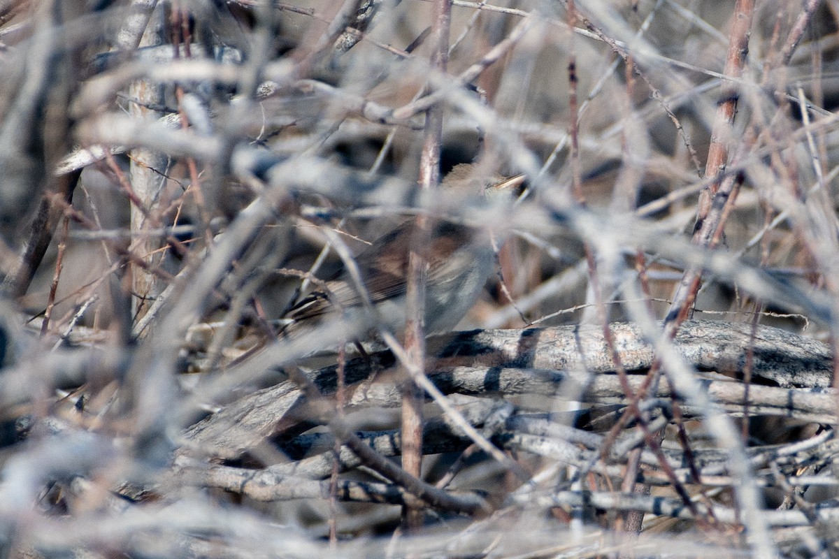 Sykes's Warbler - ML620545180