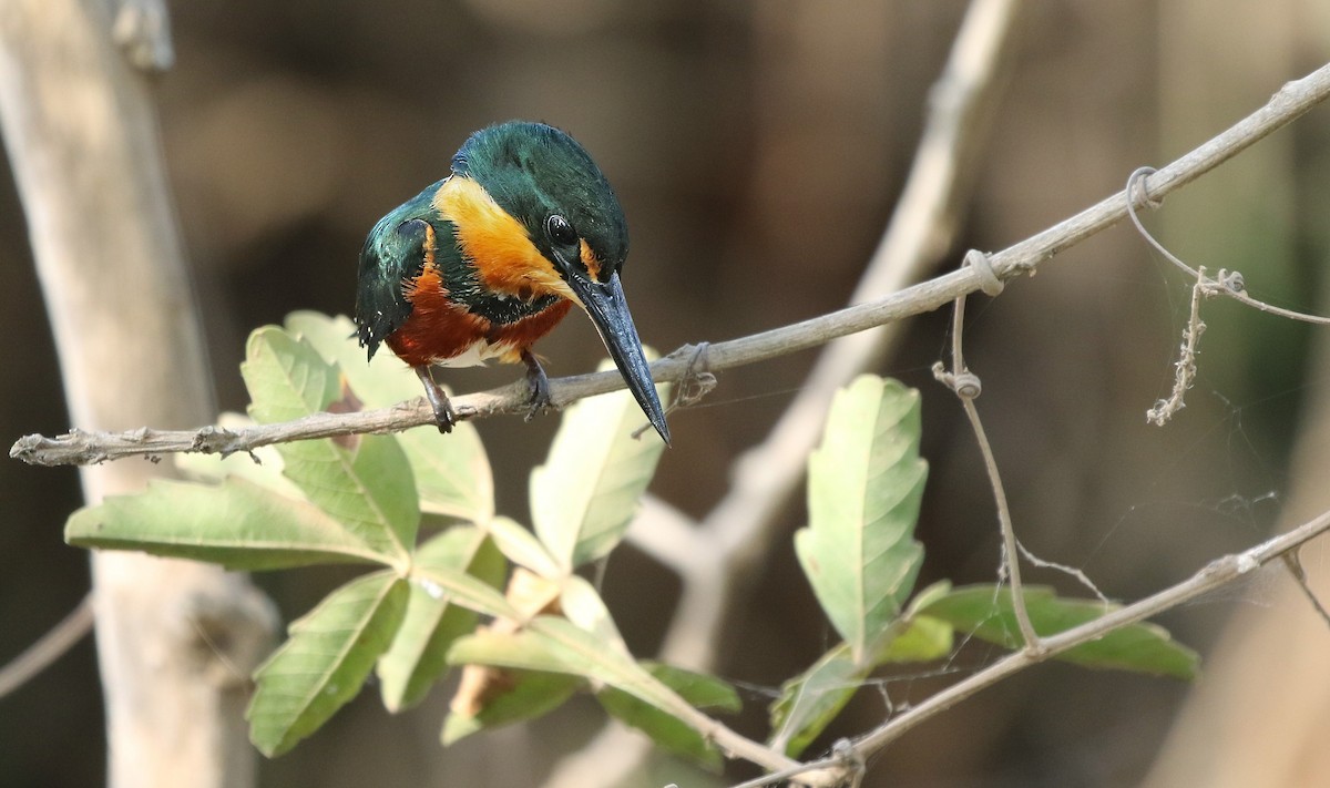 American Pygmy Kingfisher - ML620545187