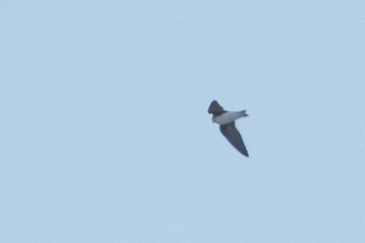 Pale Martin - ML620545188