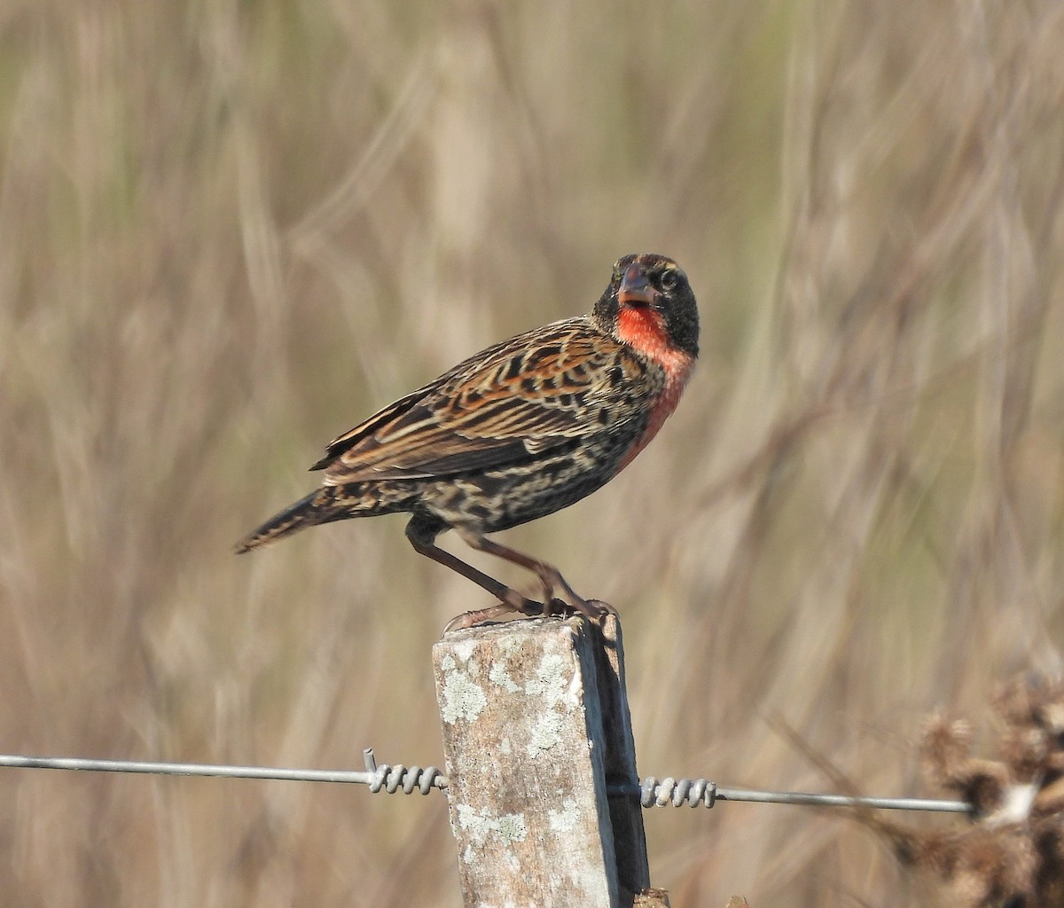 White-browed Meadowlark - ML620545194