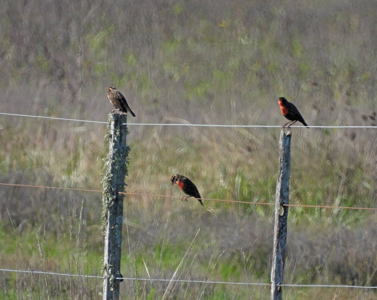 White-browed Meadowlark - ML620545195