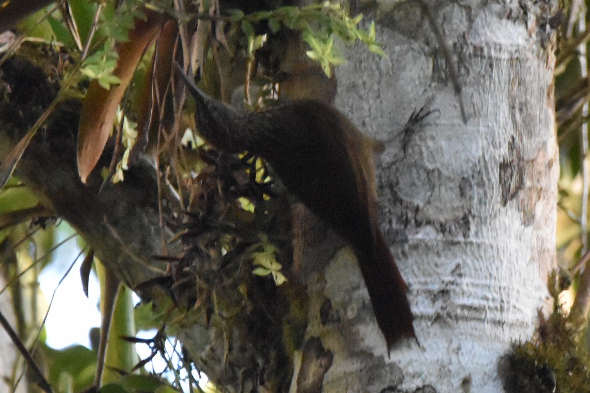 Buff-throated Woodcreeper - ML620545196