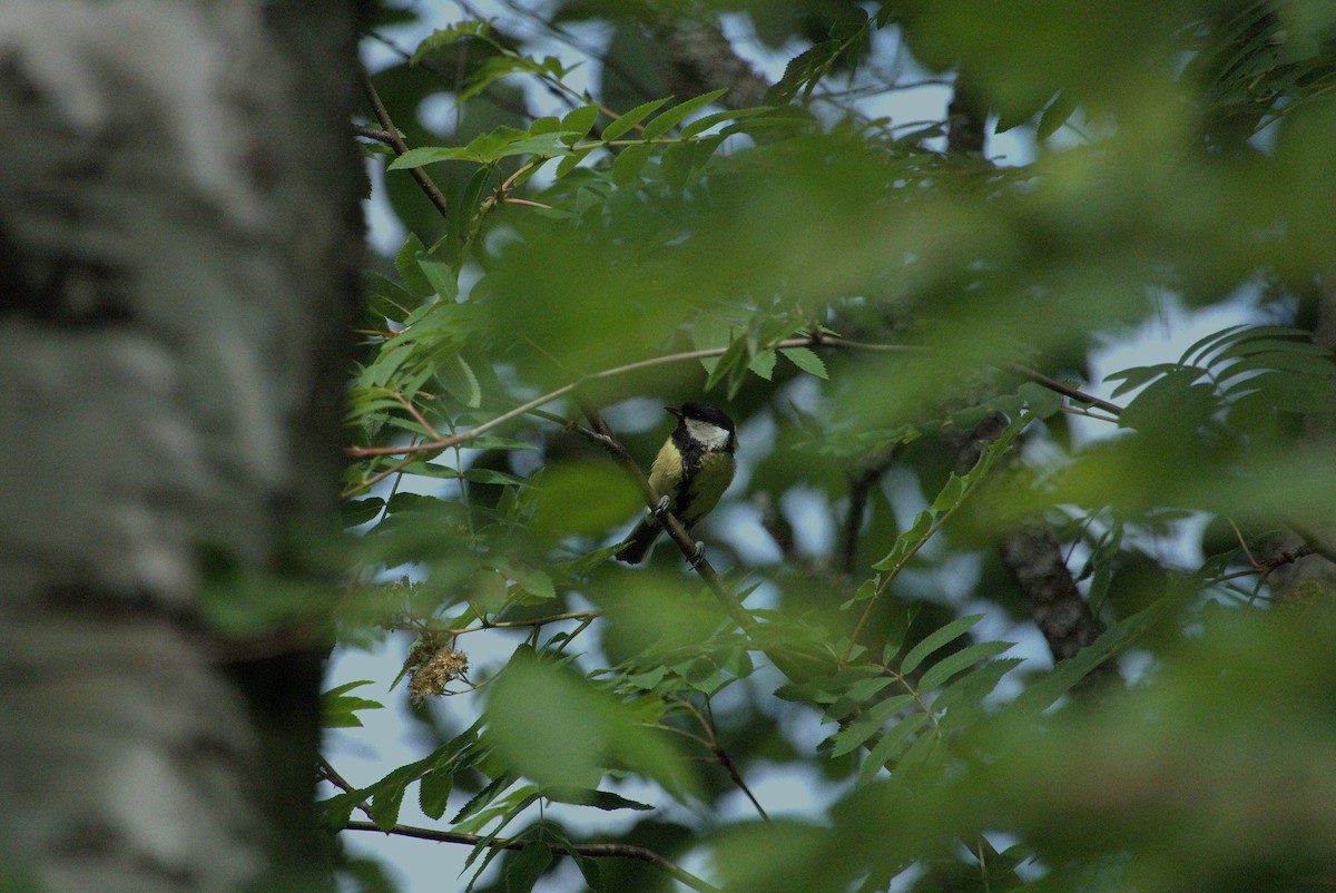 Mésange charbonnière - ML620545198