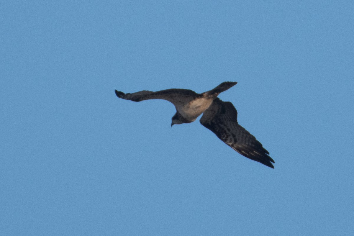 Balbuzard pêcheur - ML620545202