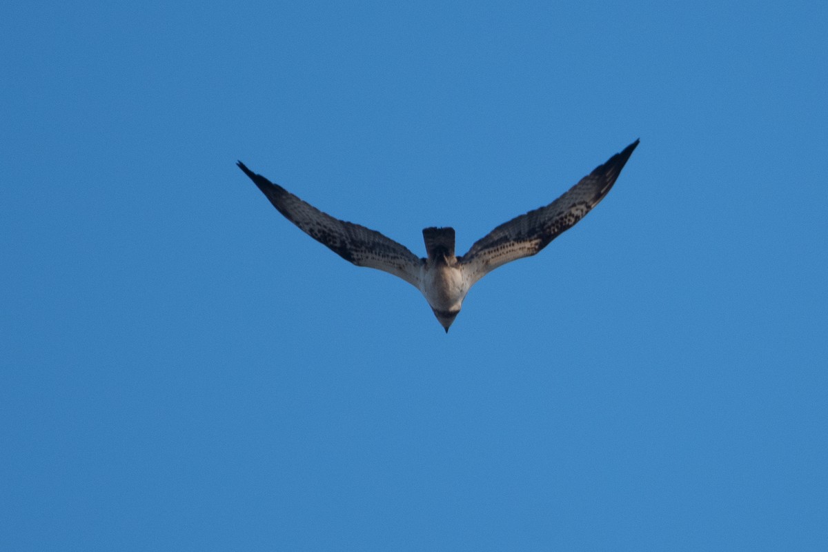 Águila Pescadora - ML620545203